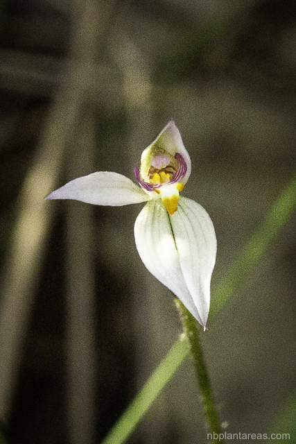 Caladenia alata