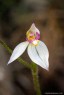 Caladenia alata