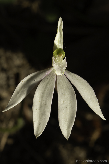 Caladenia catenata