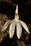 Caladenia catenata