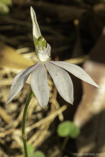 Caladenia catenata