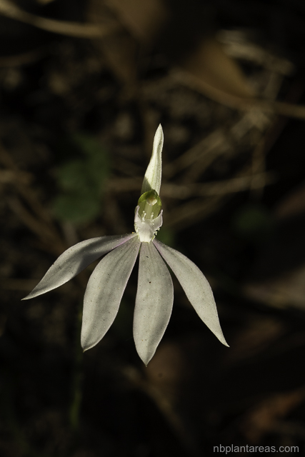 Caladenia catenata
