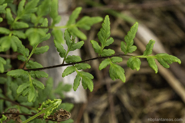 Cheilanthes sieberi
