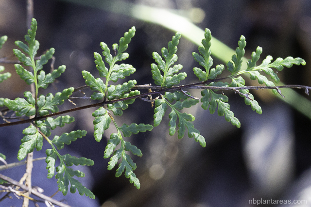 Cheilanthes sieberi