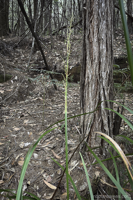 Lepidosperma elatius