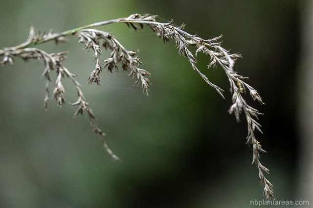 Lepidosperma elatius