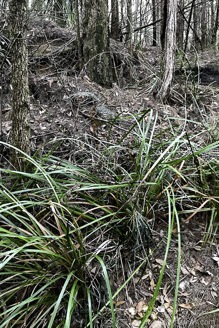 Lepidosperma elatius