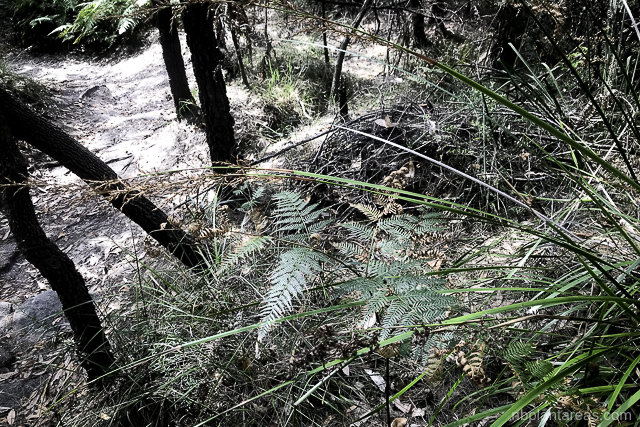 Lepidosperma elatius