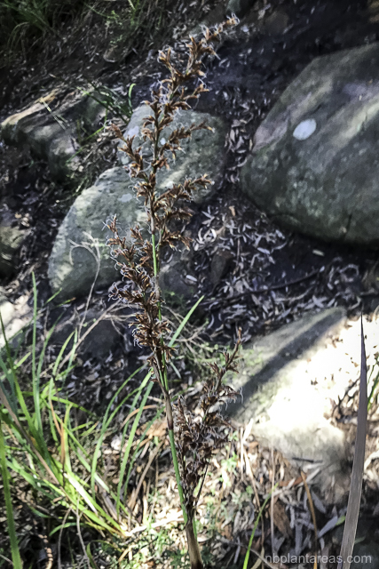 Lepidosperma elatius