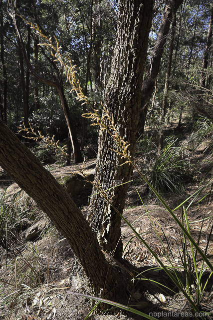 Lepidosperma elatius