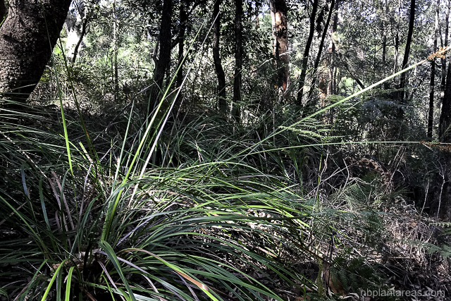 Lepidosperma elatius