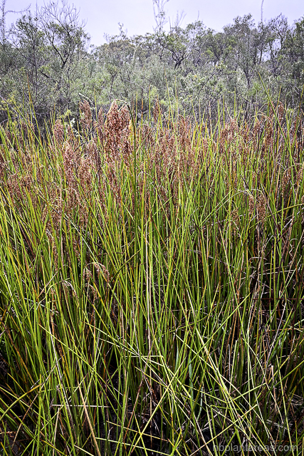 Machaerina articulata