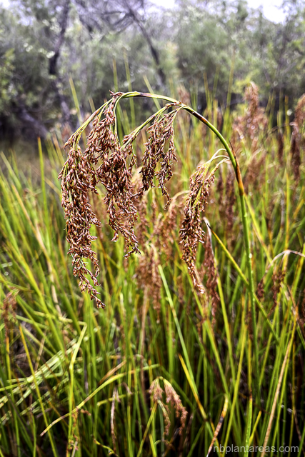 Machaerina articulata