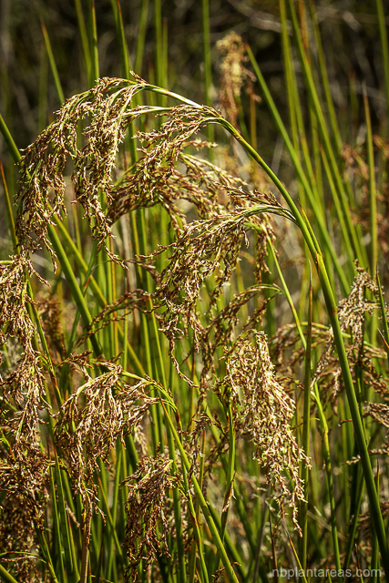Machaerina articulata
