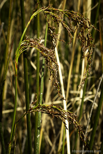 Machaerina articulata