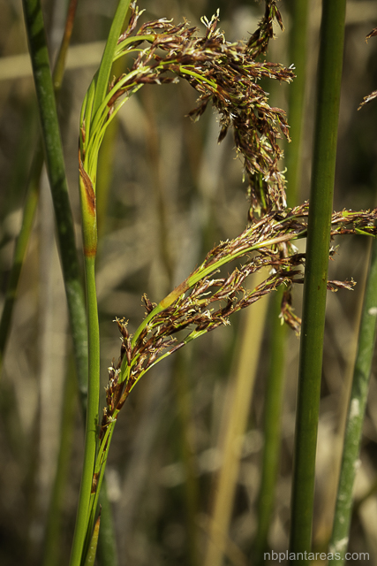 Machaerina articulata