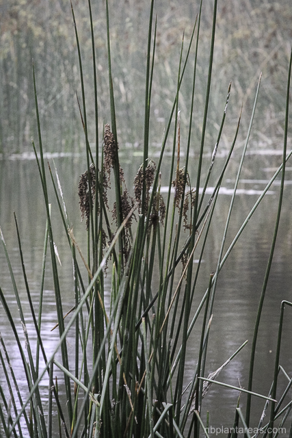 Machaerina articulata