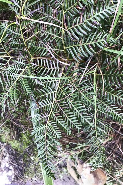 Pteridium esculentum