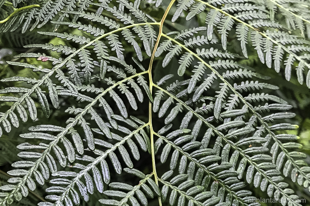 Pteridium esculentum