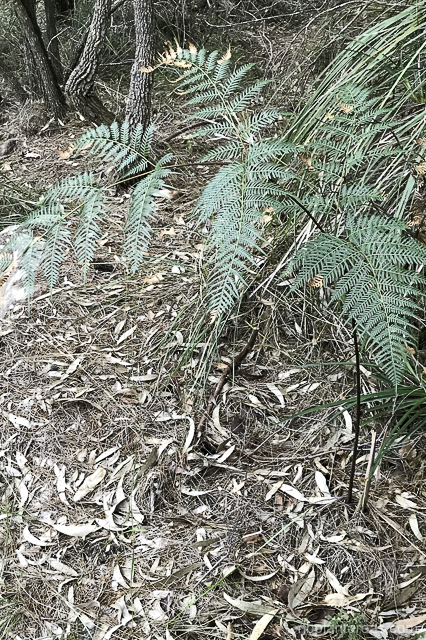 Pteridium esculentum