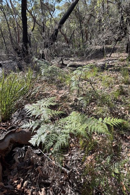Pteridium esculentum