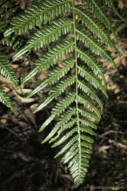Pteridium esculentum