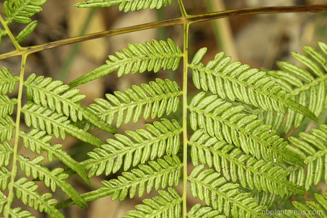 Pteridium esculentum