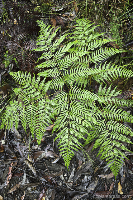 Pteridium esculentum