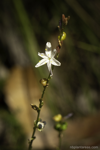 Caesia parviflora var. parviflora