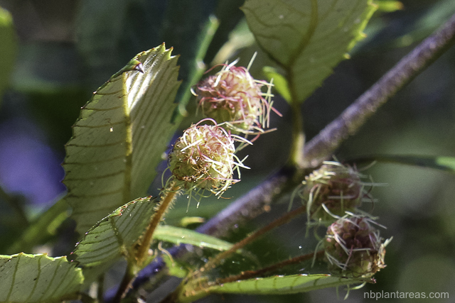 Callicoma serratifolia