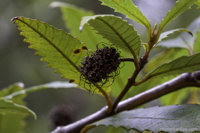 Callicoma serratifolia