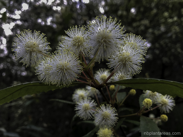 Callicoma serratifolia