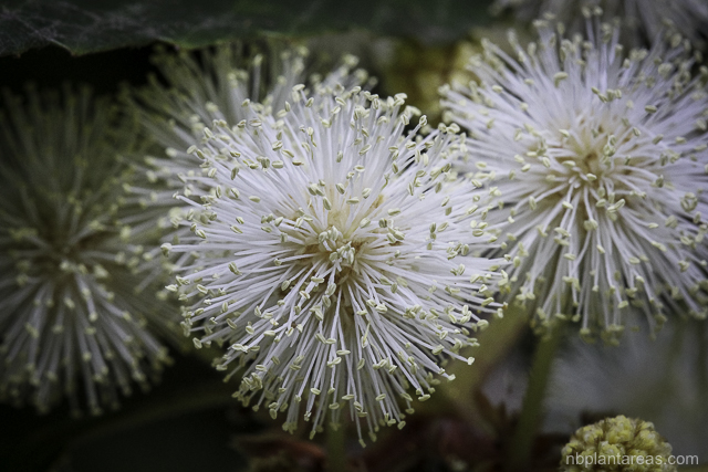 Callicoma serratifolia