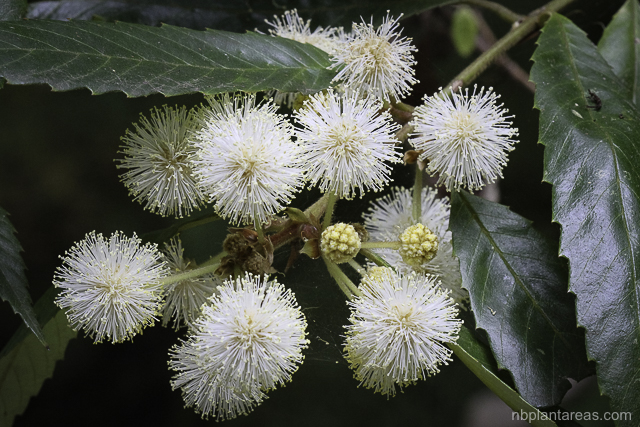 Callicoma serratifolia