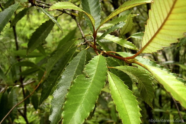 Callicoma serratifolia