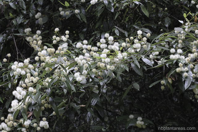 Callicoma serratifolia