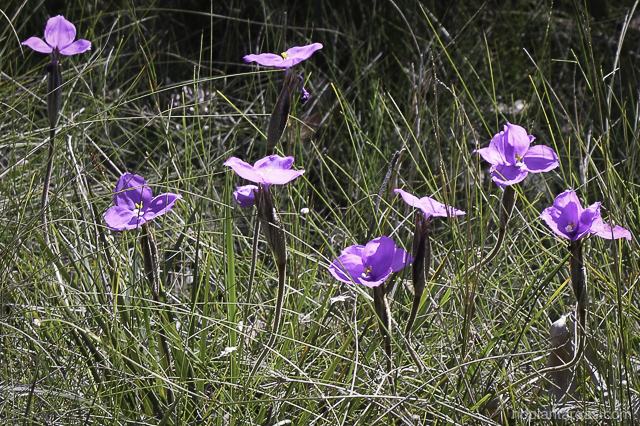 Patersonia sericea
