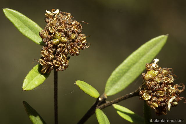 Phebalium squamulosum