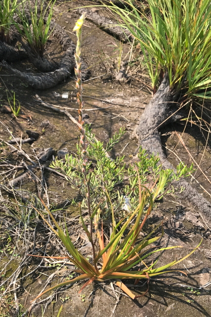 Philydrum lanuginosum