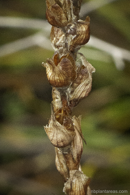 Philydrum lanuginosum