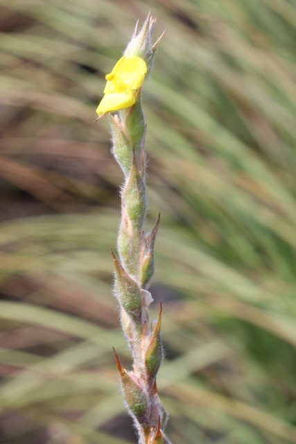 Philydrum lanuginosum