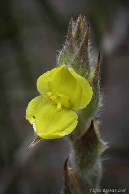 Philydrum lanuginosum