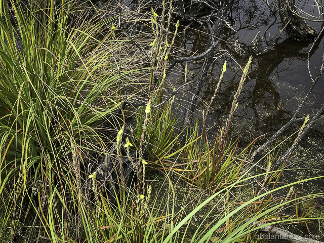 Philydrum lanuginosum