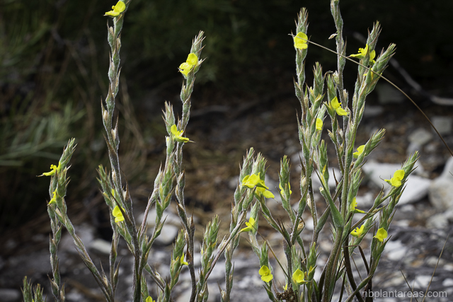 Philydrum lanuginosum