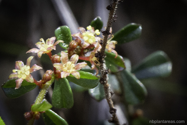 Phyllanthus hirtellus