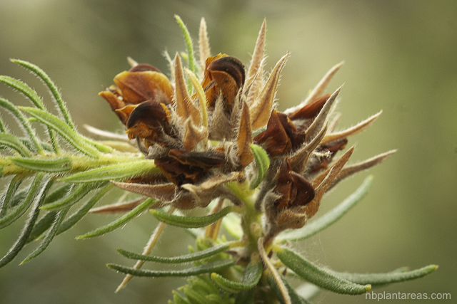 Phyllota phylicoides