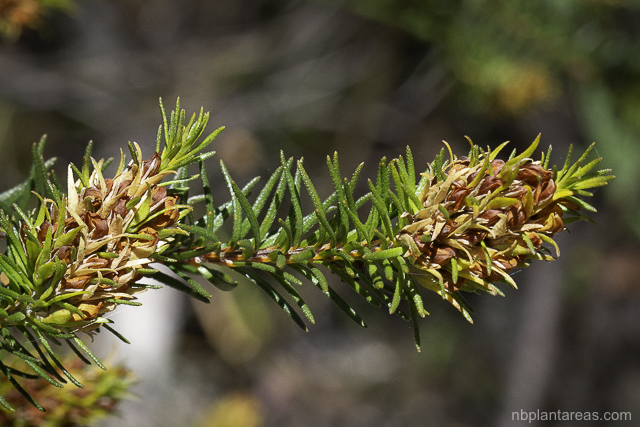 Phyllota phylicoides