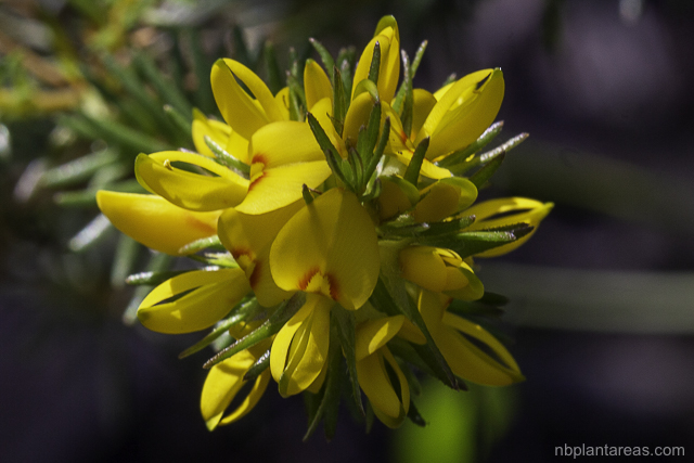 Phyllota phylicoides