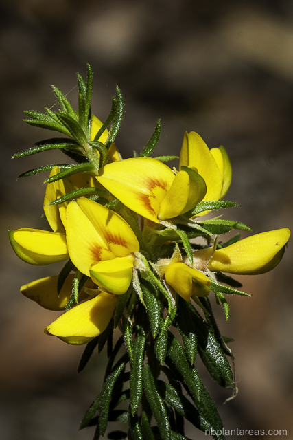 Phyllota phylicoides