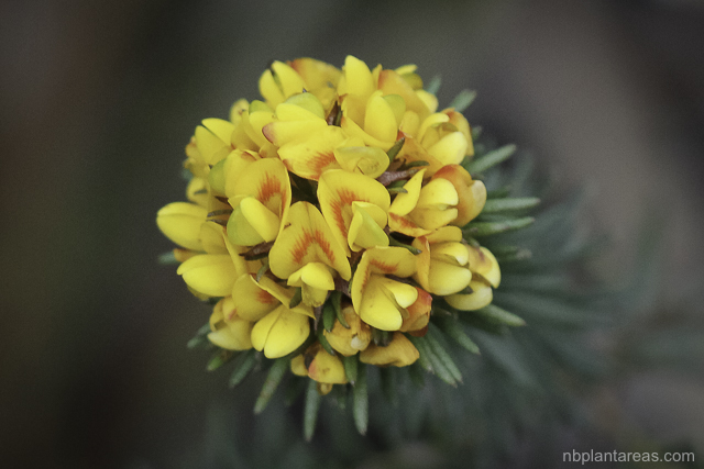 Phyllota phylicoides